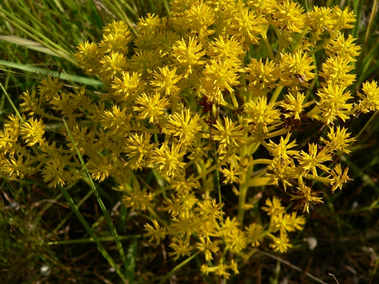 {Polygala ramosa}